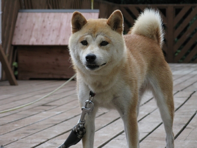 Japanese Akita